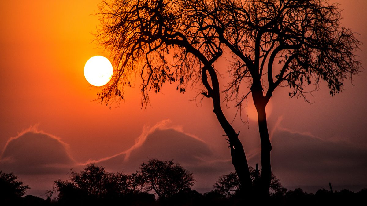 Kruger National Park: A Premier Safari Destination in South Africa