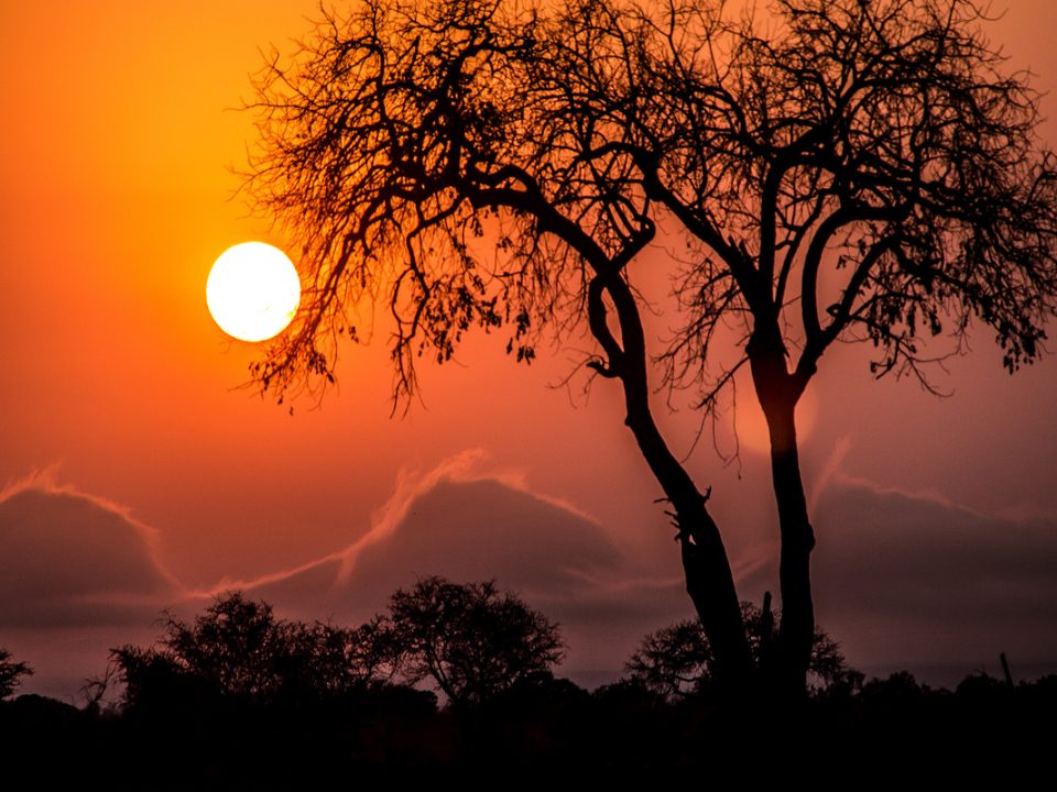 Kruger National Park: A Premier Safari Destination in South Africa