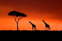 Maasai Mara National Reserve, Kenya: An Unforgettable Safari Experience