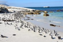 Boulders Beach, South Africa: A Comprehensive Tourist Guide