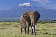 Amboseli National Park, Kenya: A Comprehensive Tourist Guide