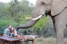 Addo Elephant National Park: The Home to African Giants