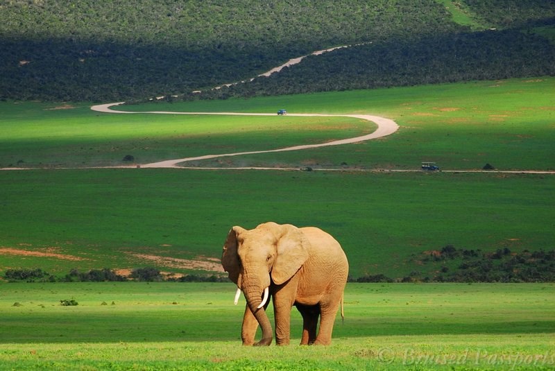 Addo Elephant National Park: The Home to African Giants