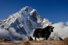 Wind-swept Peaks and Whispering Winds: An Unforgettable Journey Through Sagarmatha National Park